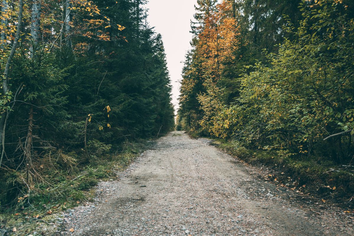 Route de gravier droite entre des murs d'épicéas denses, aucun véhicule en vue