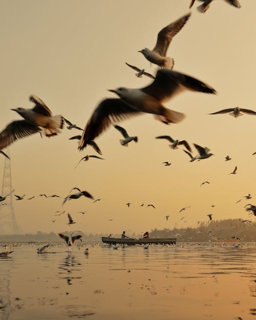 Aves Volando Sobre El Mar Con Barco