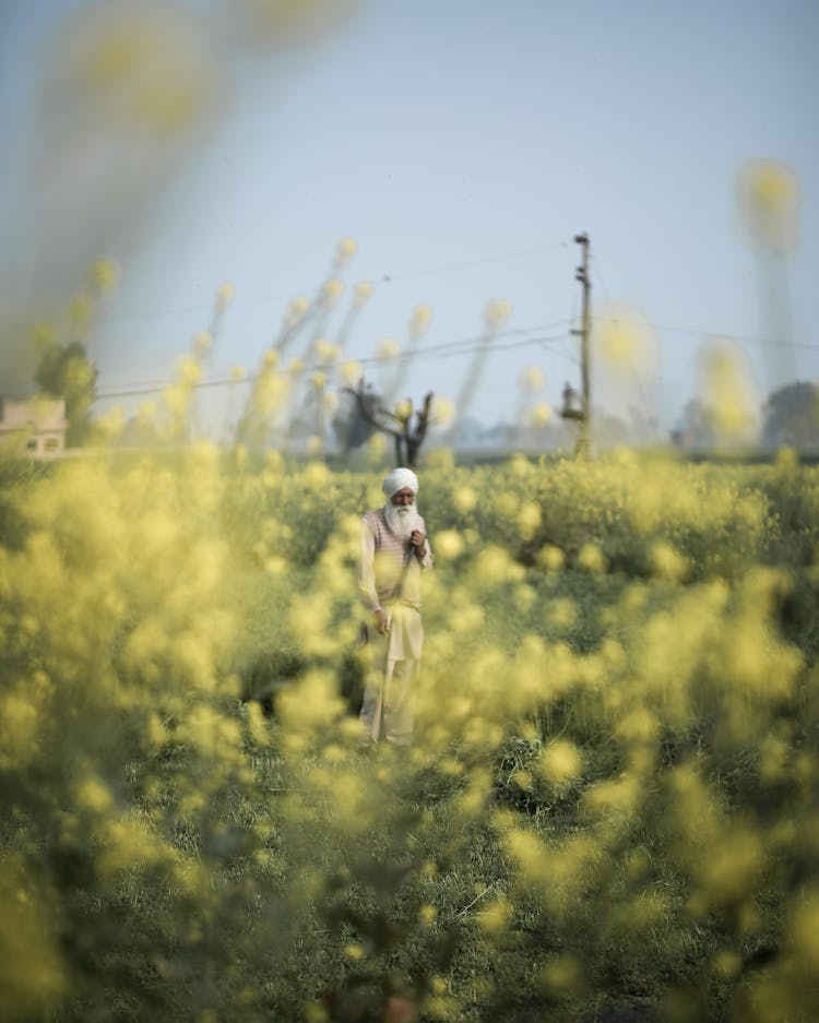 Senior Indian Man In Field