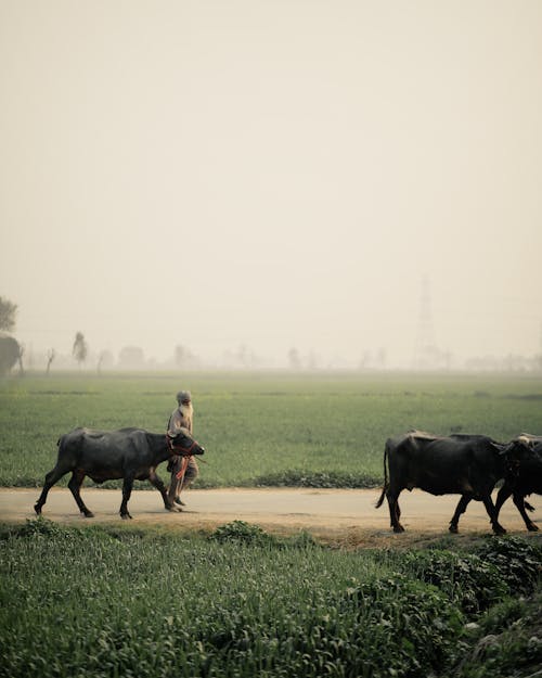 Distant anonymous old male grazing black cows white walking on rural road among green fields in foggy weather in rural terrain