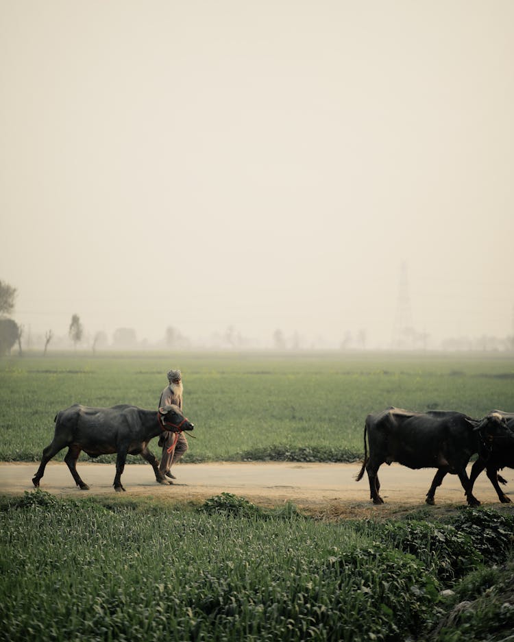 Unrecognizable Senior Man With Cows In Nature