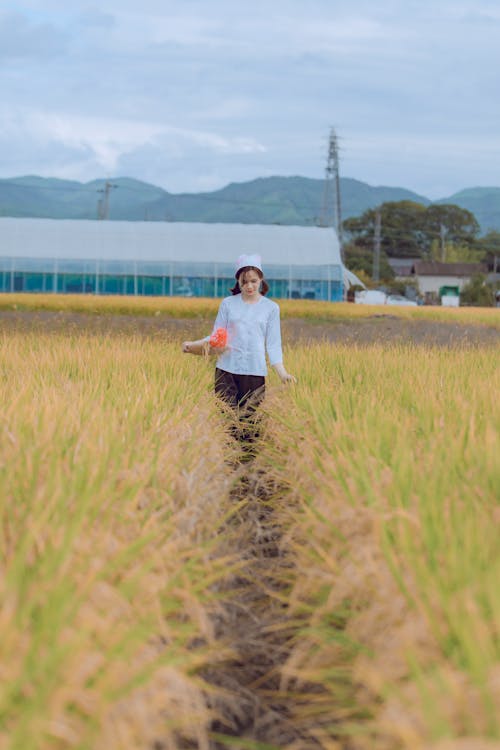 A Woman Walking on Rice Field 