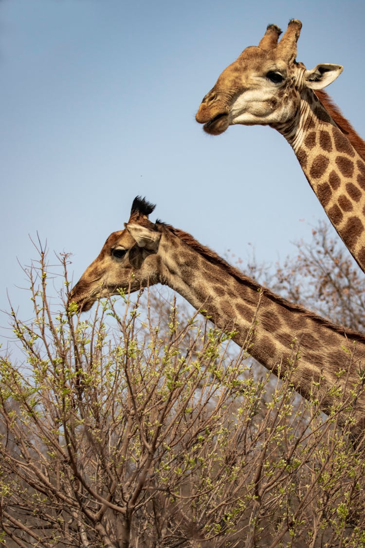 Giraffes Eating Green Leaves