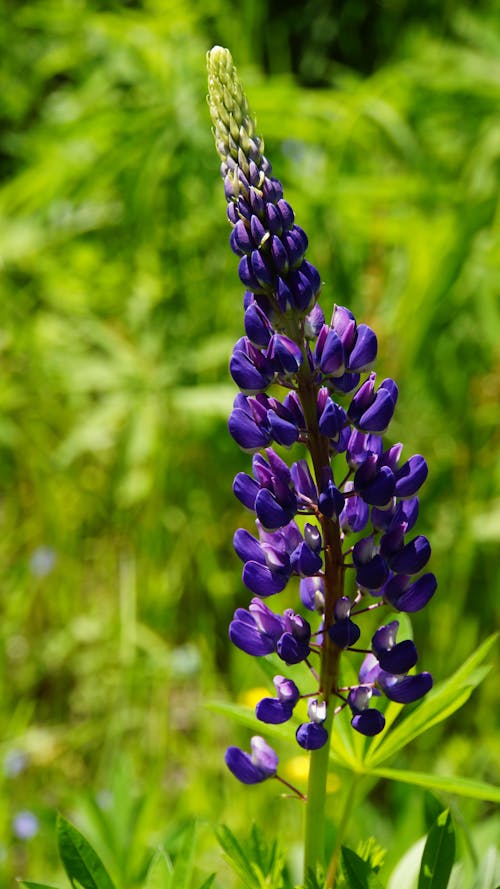 Paarse Bloem Overdag