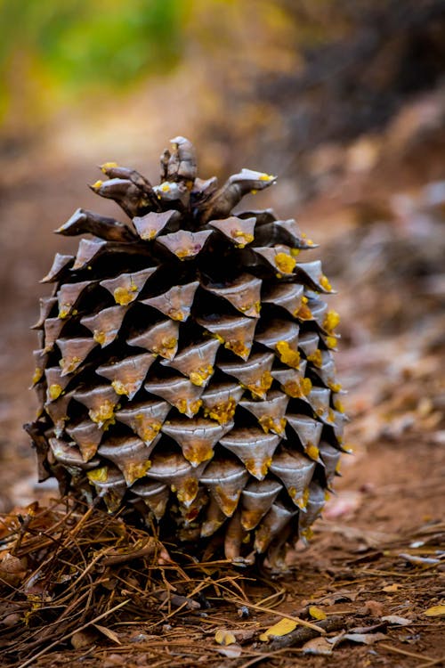 Free stock photo of cone, nature, pine