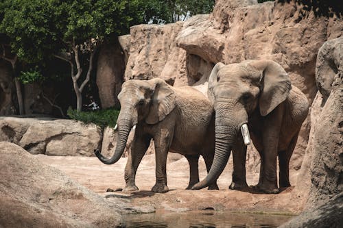 Elephants in a Zoo
