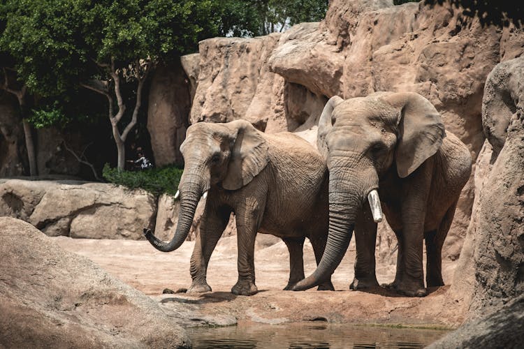 Elephants In A Zoo