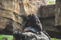A Chimpanzee on a Rock