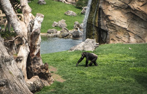 A Chimpanzee Walking on Grass