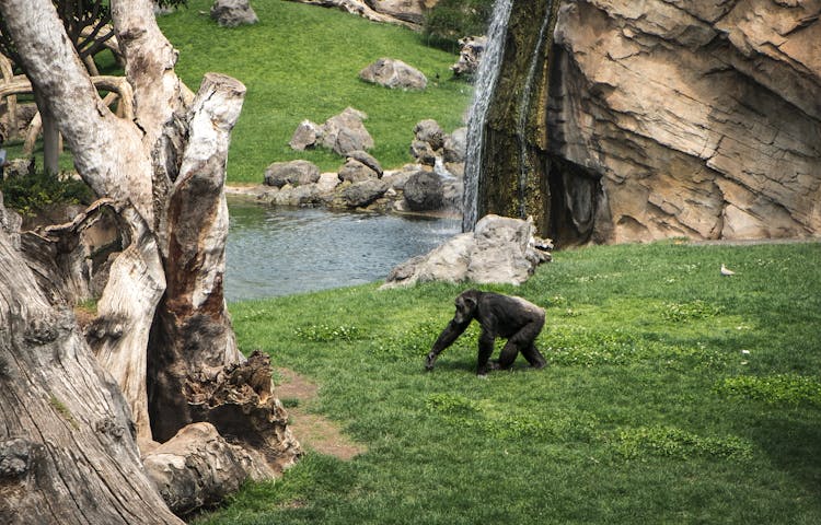 A Chimpanzee Walking On Grass