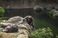 A Chimpanzee on the Edge of a Rock