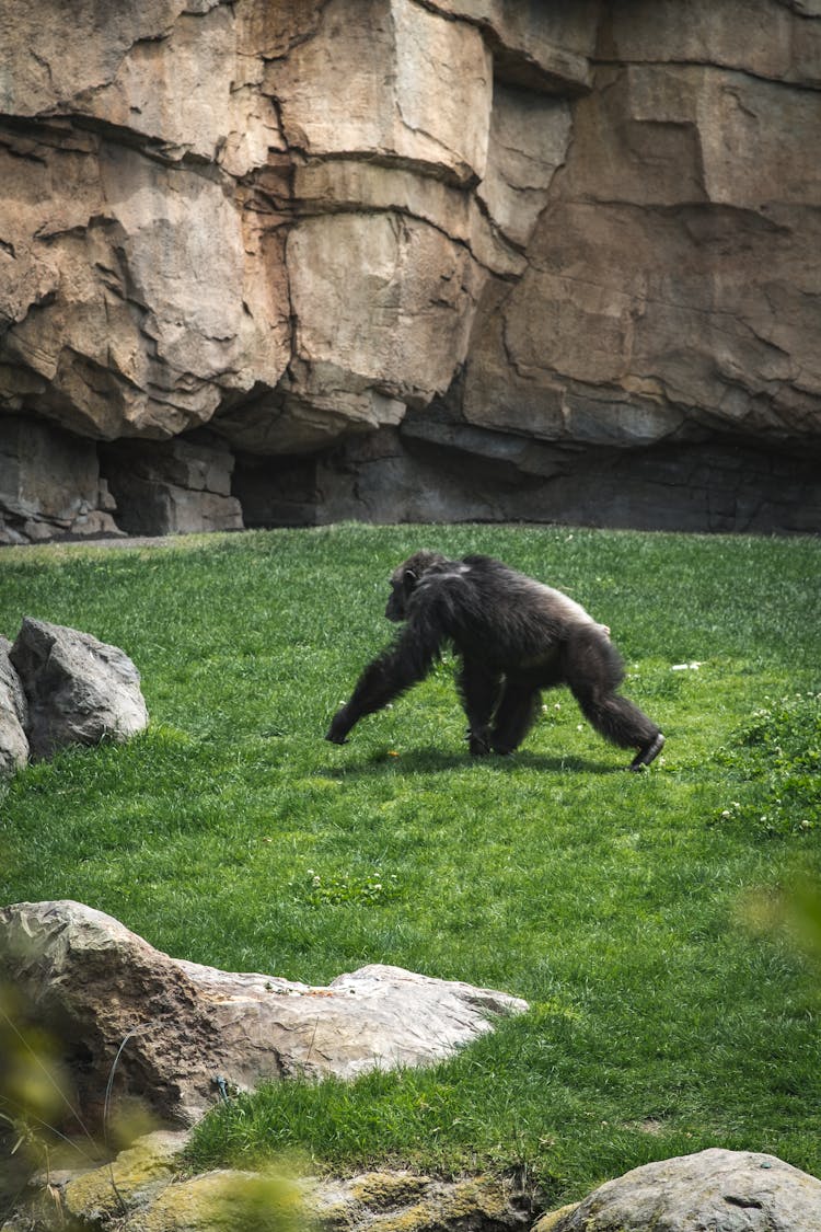 A Chimpanzee In A Zoo