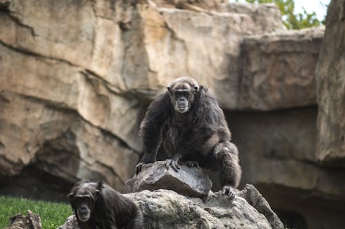 Chimpanzee on a Rock