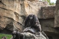 Chimpanzee on a Rock