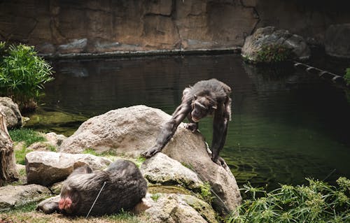 Free A Chimpanzee on a Rock Stock Photo