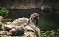 A Chimpanzee on a Rock