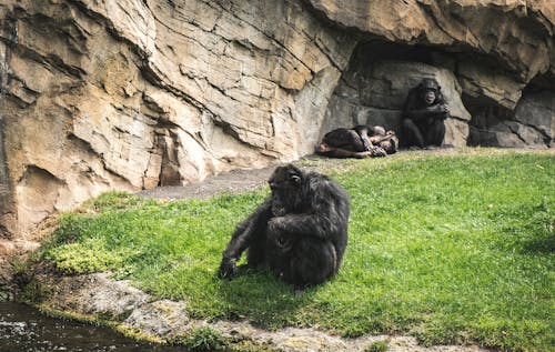 A Chimpanzee Sitting on Grass