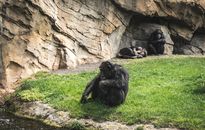 A Chimpanzee Sitting on Grass