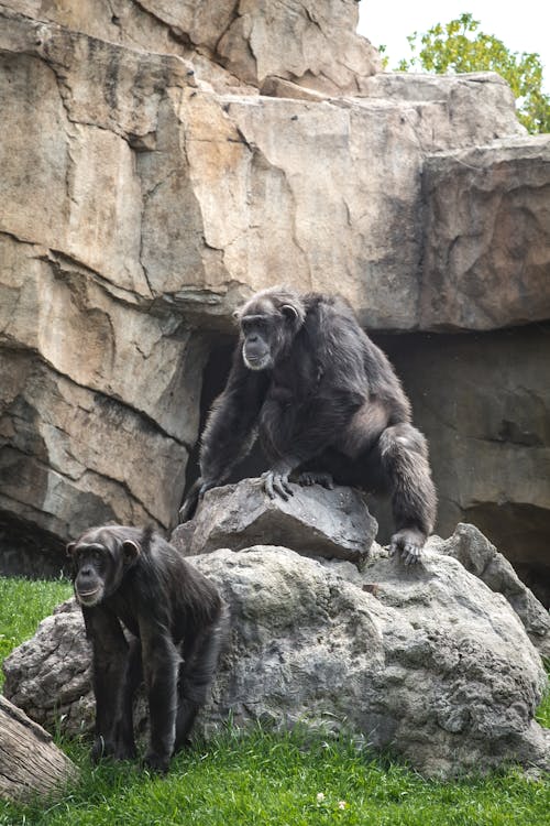 Chimpanzees Sitting on a Rock 