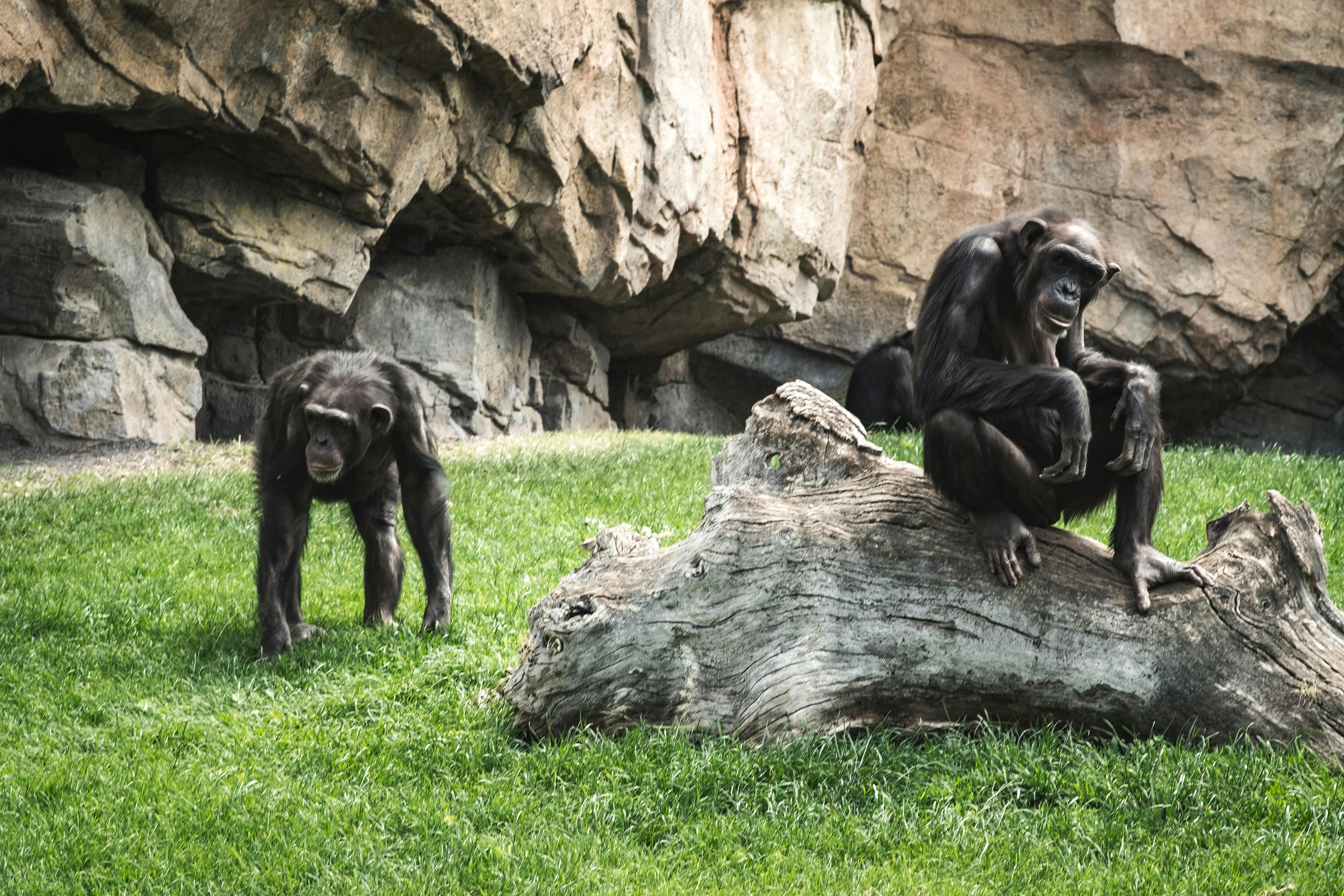 Macaco Chimpanzé a Remexer Num Ramo De árvore Gembira Loka Zoo Yogyakarta  Indonesia Foto de Stock - Imagem de animais, chimpanzé: 169823842