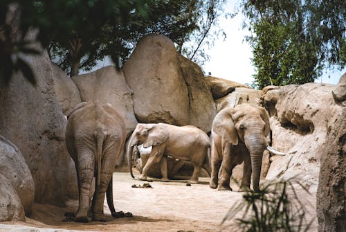 Free Three Elephants Walking on Sand Stock Photo