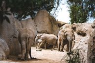 Three Elephants Walking on Sand