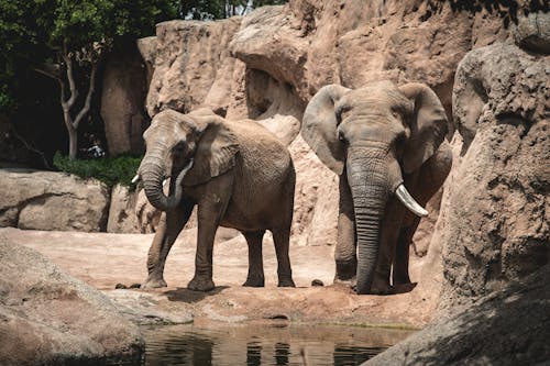 Adorable Elephants in the Zoo 