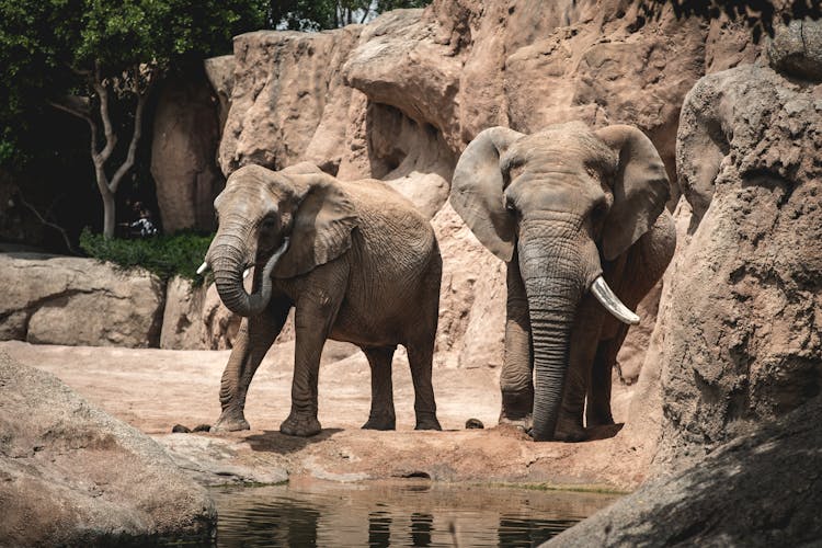 Adorable Elephants In The Zoo 