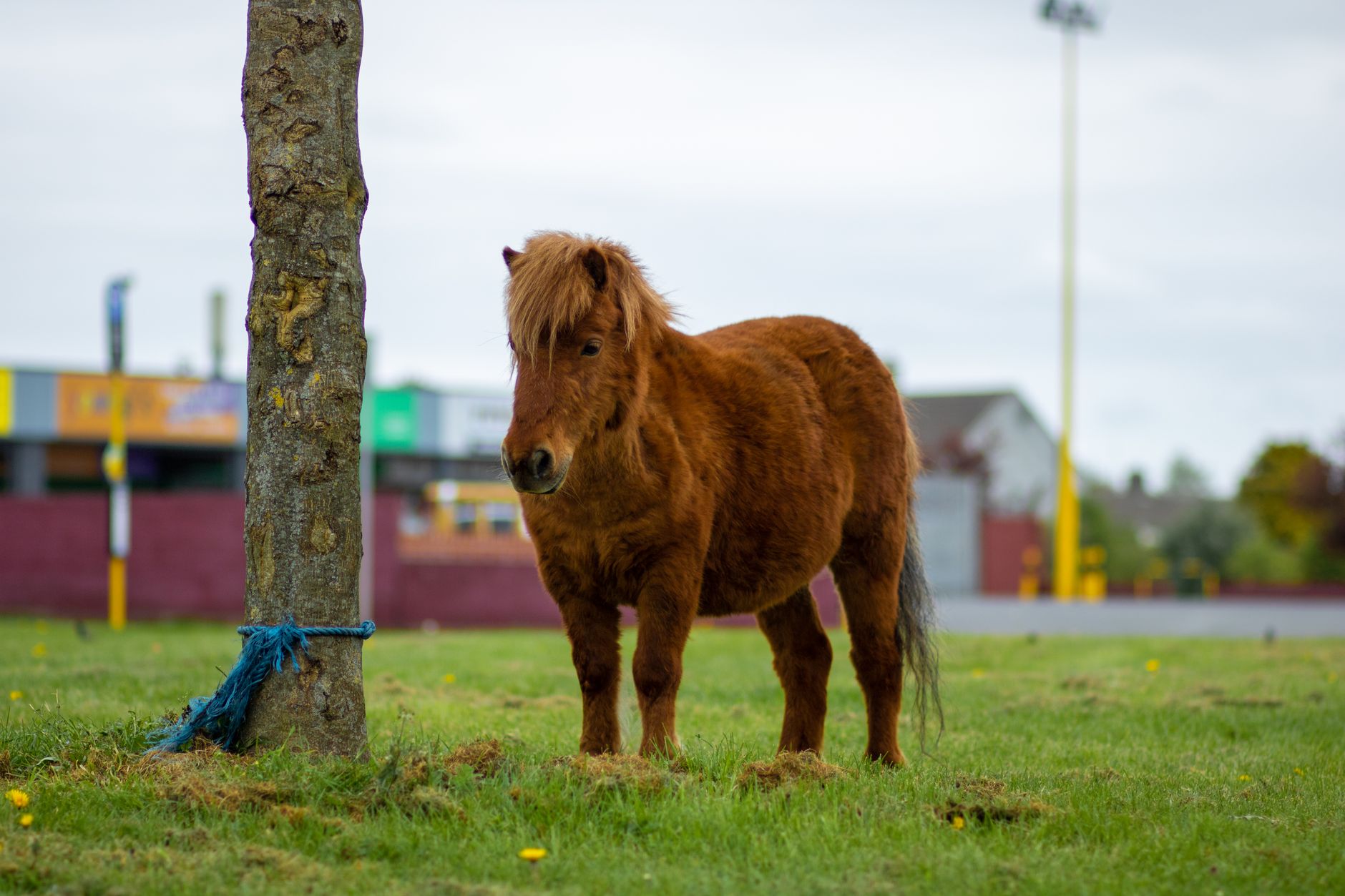Healthcare and wellness consultation for a horse