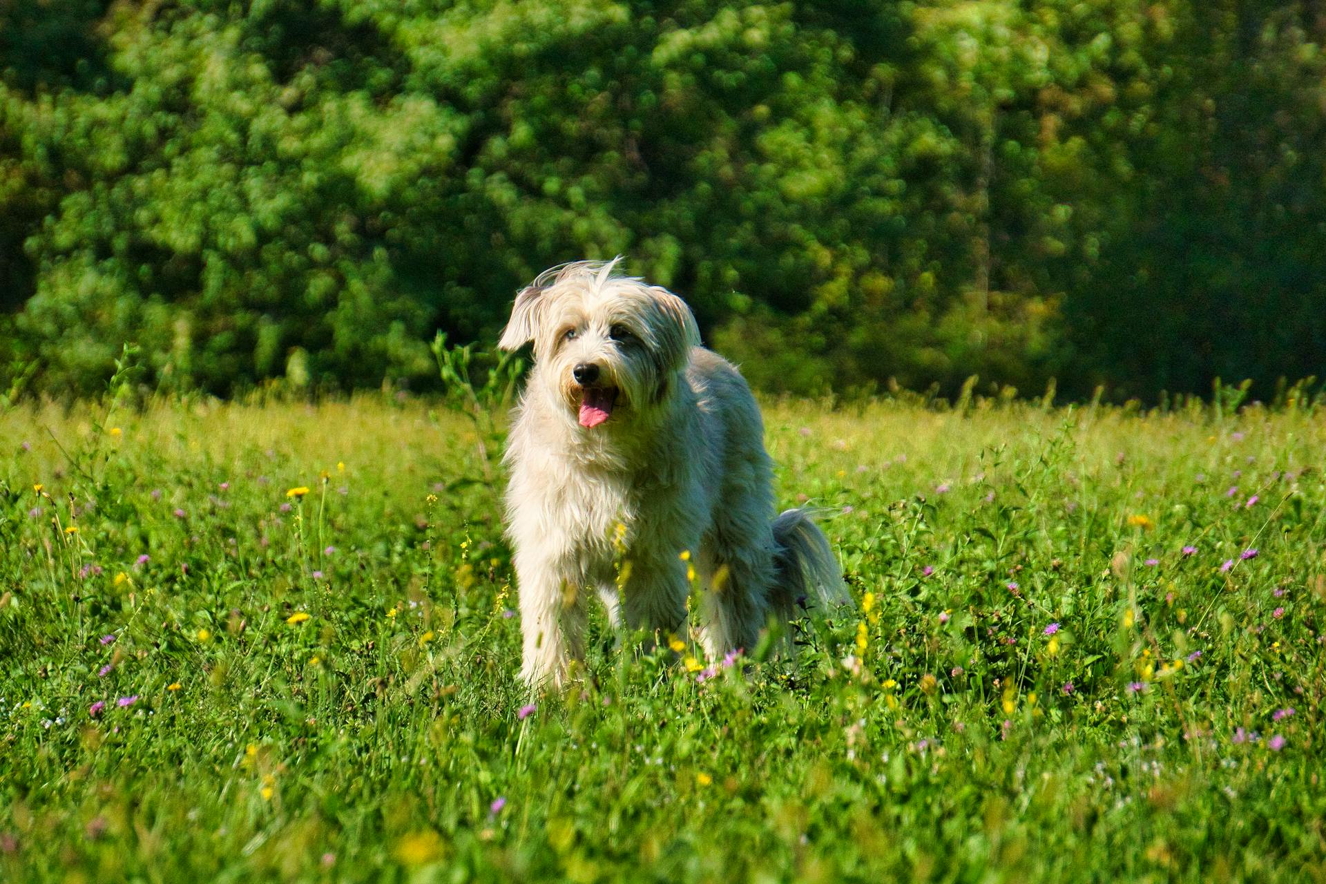 En fårhund som springer på ett blomsterfält