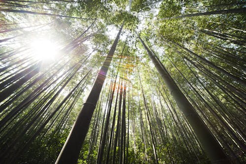 Luz Do Sol Sobre árvores De Bambu Marrom