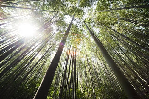 Sunlight over Brown Bamboo Trees