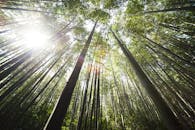 低角度拍摄的竹林充满活力，阳光透过树冠洒下