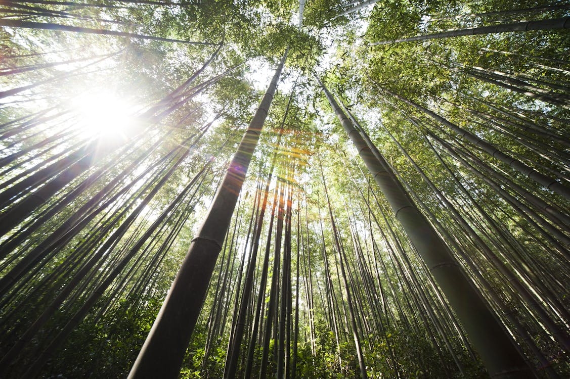 Free Sunlight over Brown Bamboo Trees Stock Photo