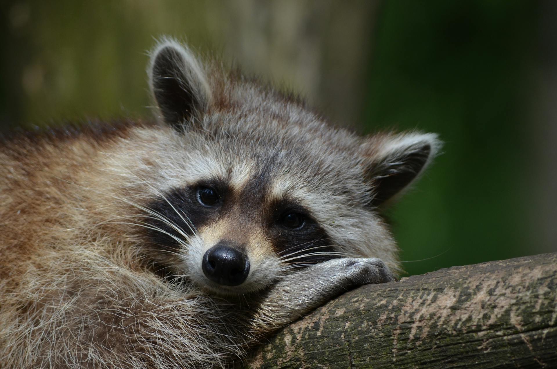 Un animal à pelage court gris posé sur un panneau de bois gris