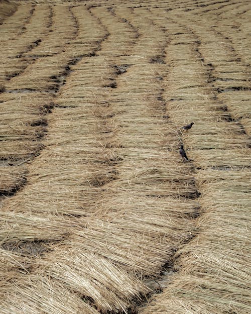 Wheat Straws Laid Out on Ground