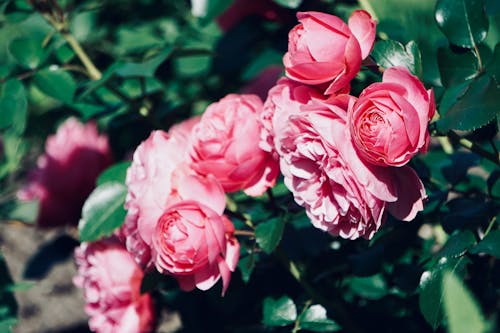 Close-up of Pink Roses on a Rosebush 