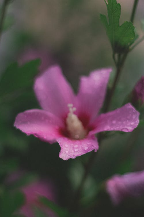 High angle tender hibiscus flower with pink petals covered with dew or raindrops and growing on abundant lawn