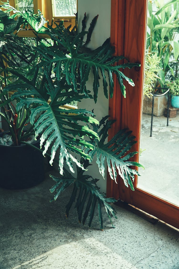 Big Green Plant In House Interior 