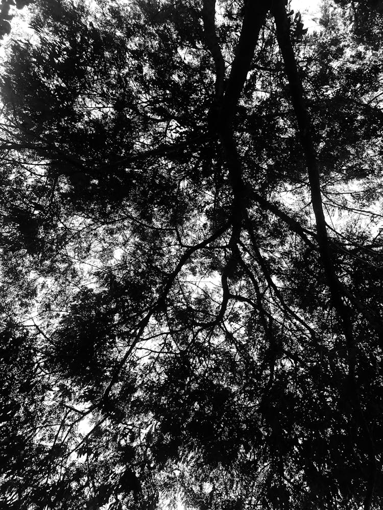 Low Angle View Of Treetops