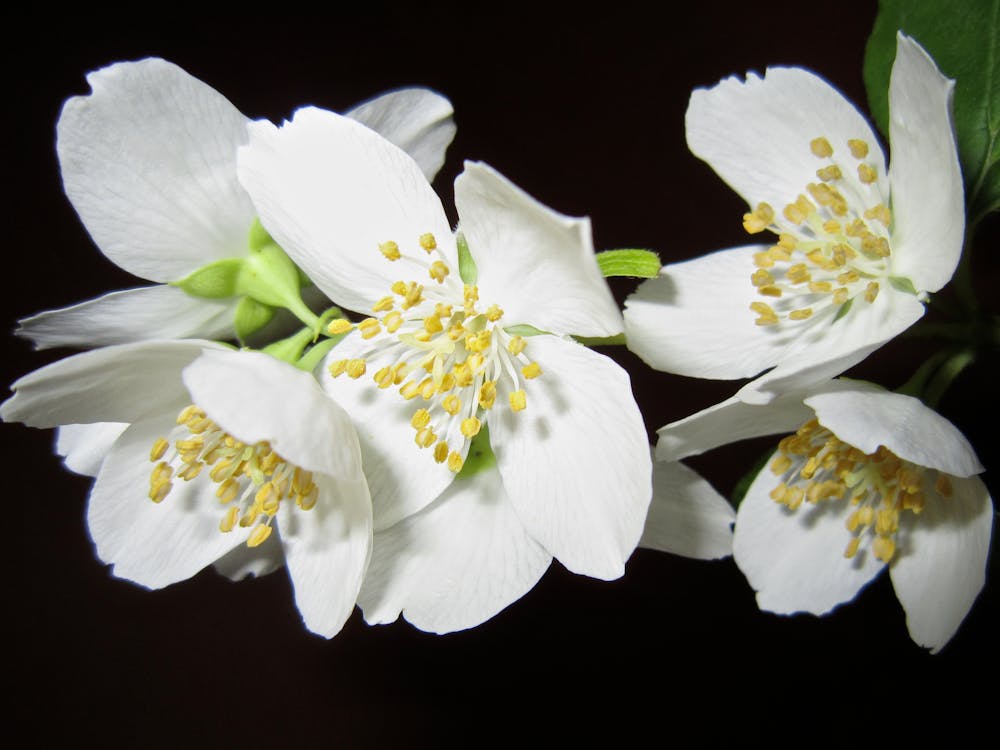 Kostenlos Nahaufnahmefoto Der Weißen Blütenblattblume Stock-Foto