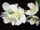 jasmine flower