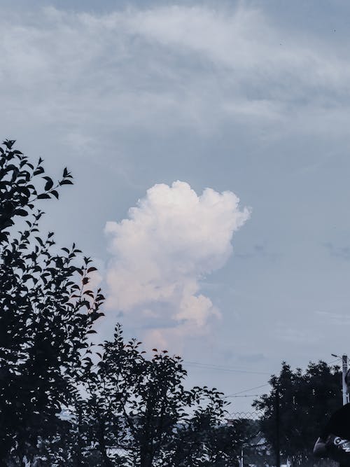 Trees growing in countryside against cloudy sky