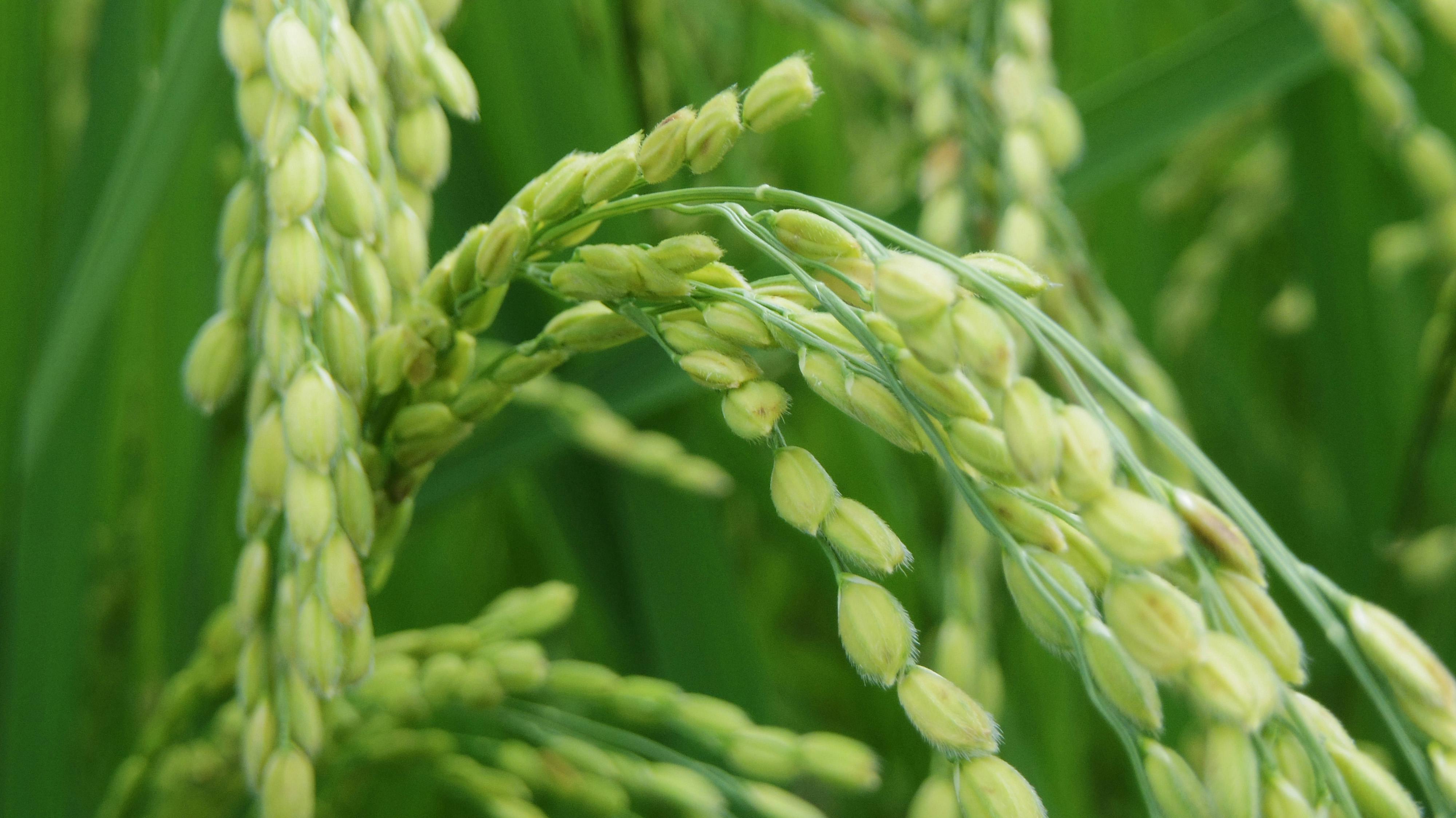 Free stock photo of rice plant