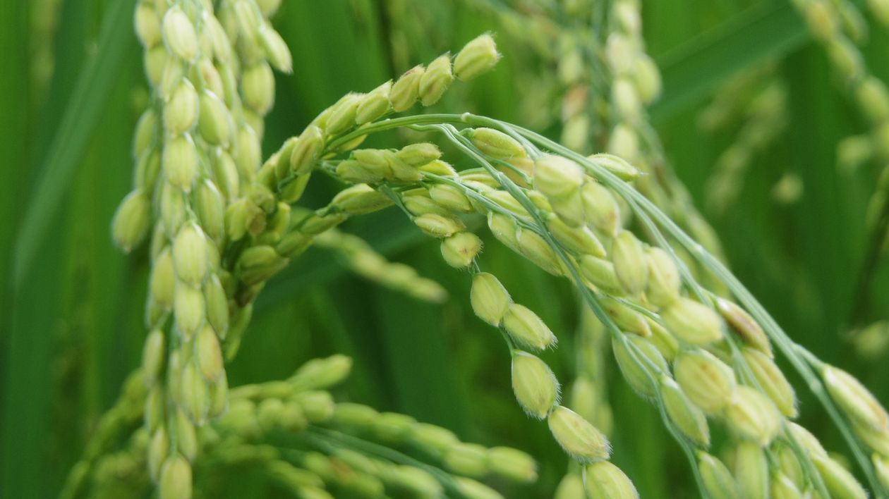 Different Color Rice Plants How to Identify Rice Plants: A Visual Guide - Plant Ideas