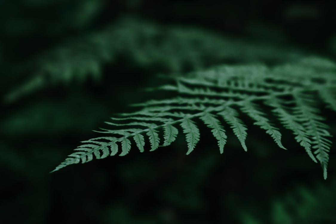 Green fern leaf with spiky edges in forest