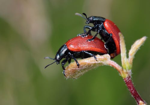 черный красный жук на вершине другого красно черного жука