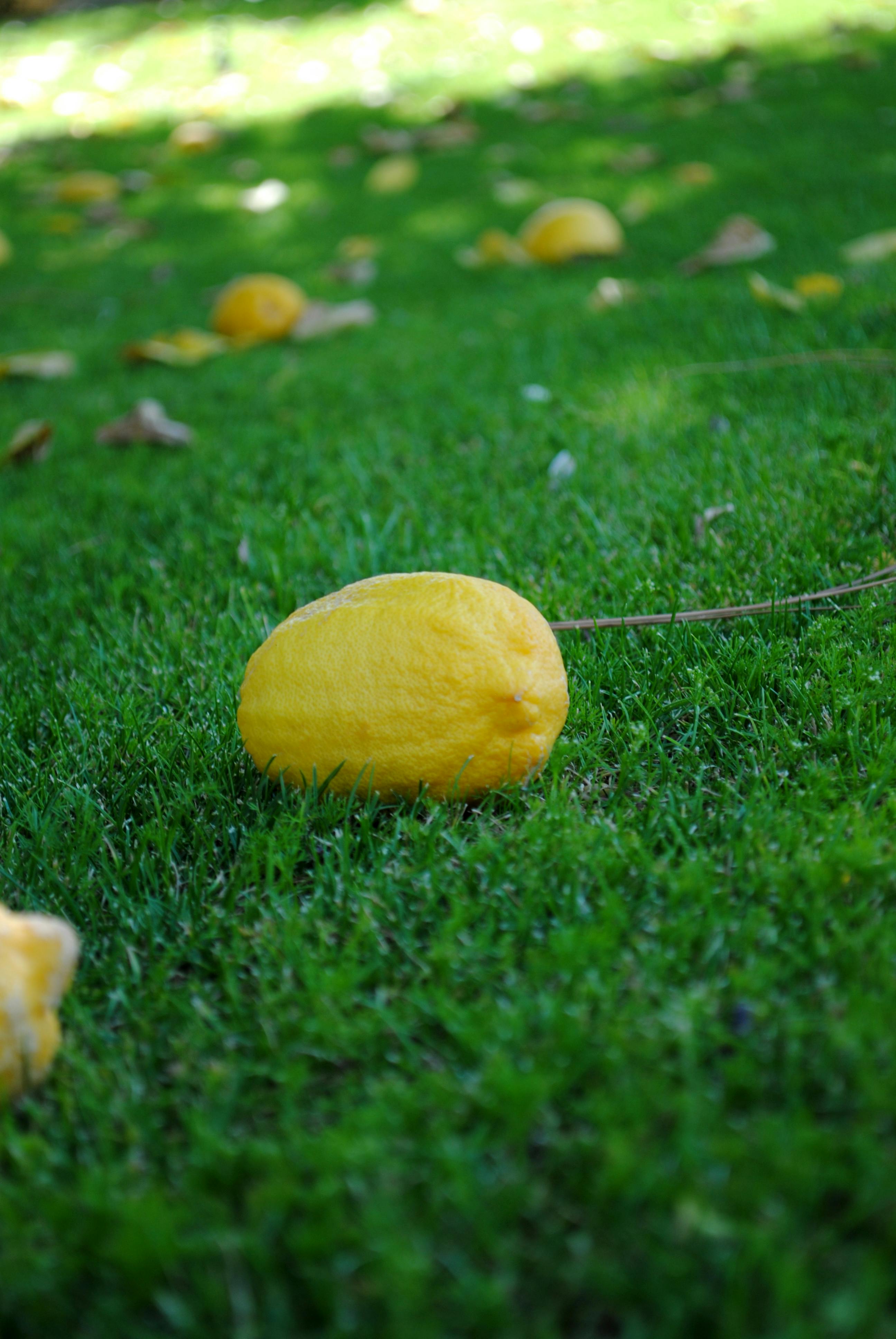 Free stock photo of lawn, lemon, yellow