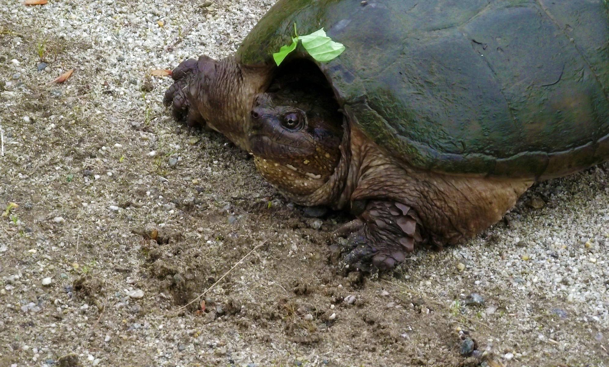 Free stock photo of turtle