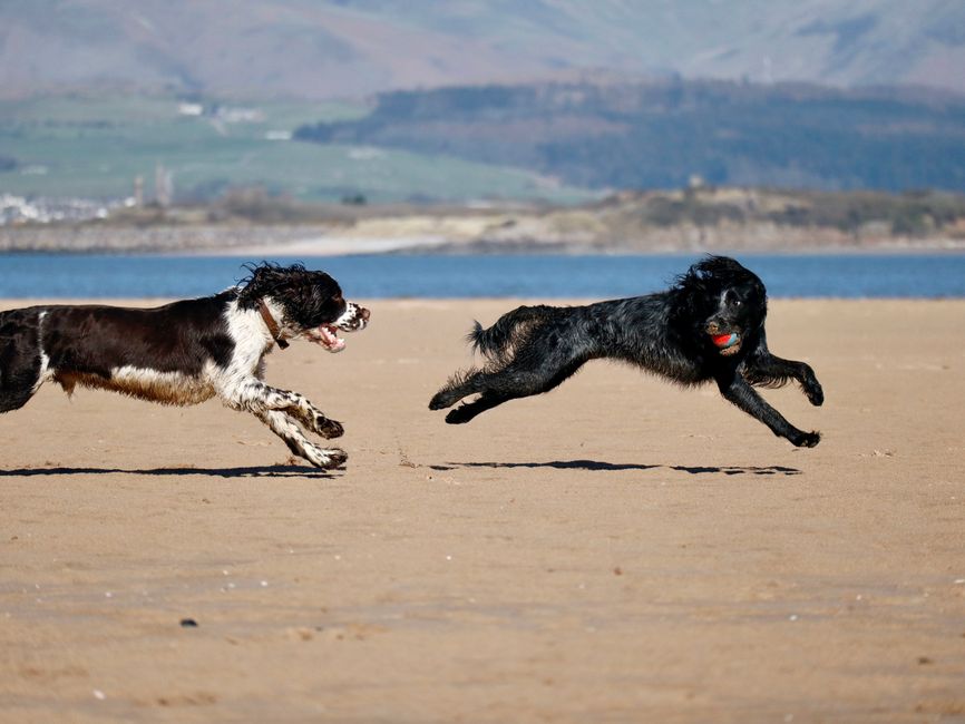 Expert Tips for Incorporating Joint Support into Your Dog's Daily Routine